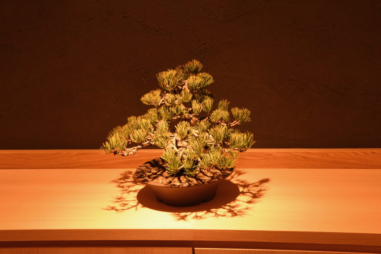 盆栽(割烹) DSC_8988-1536x1024.jpg